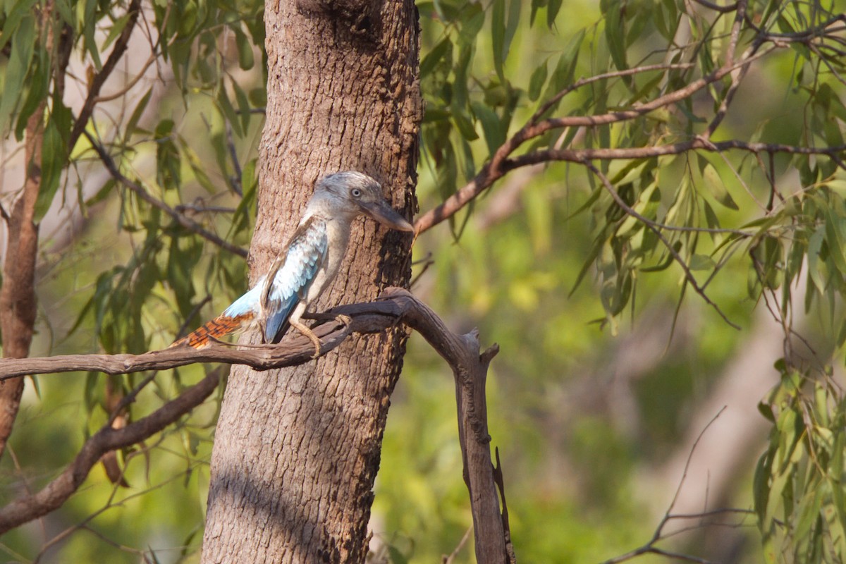 Blue-winged Kookaburra - ML643681258