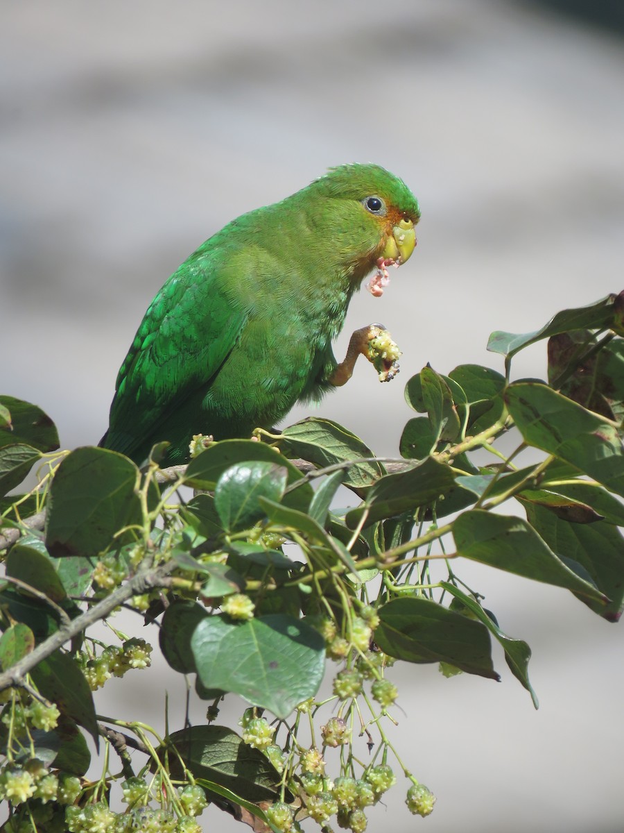 Rufous-fronted Parakeet - ML643681260