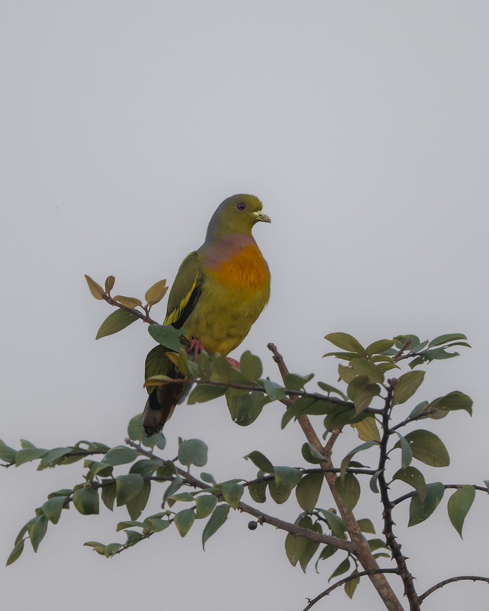 Orange-breasted Green-Pigeon - ML643681264
