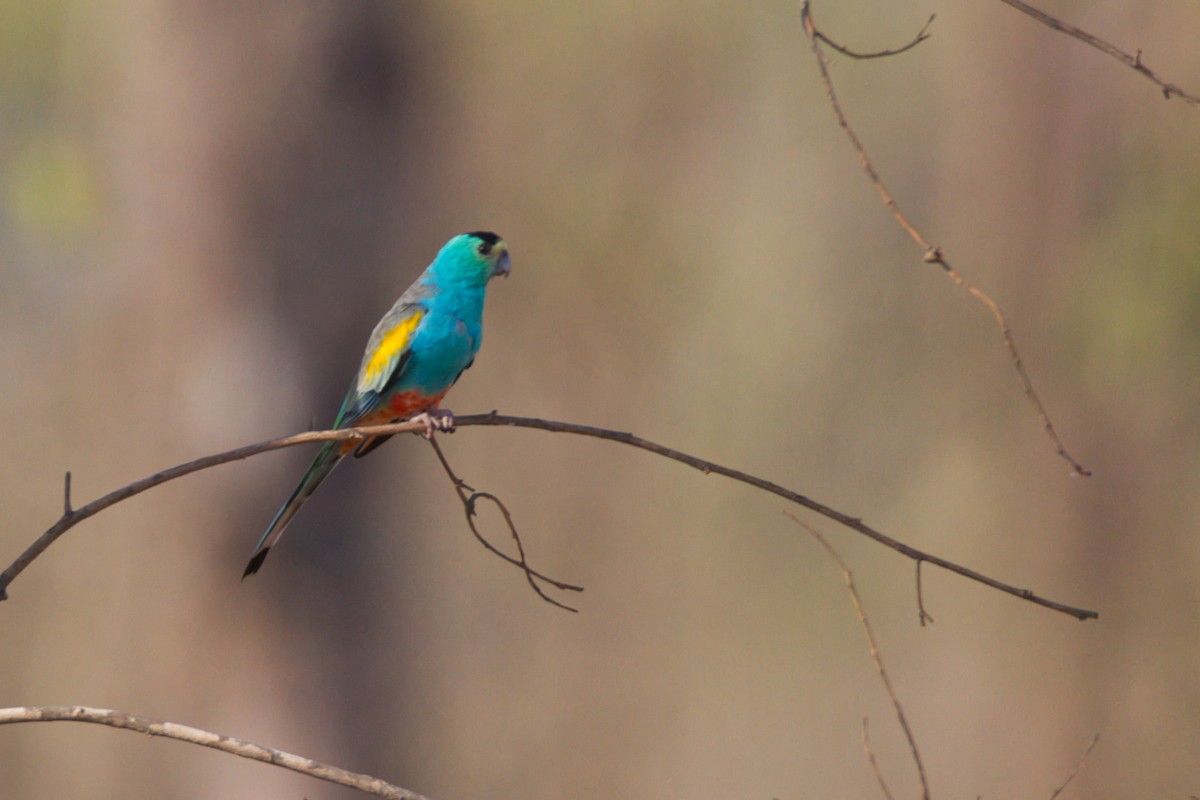 Golden-shouldered Parrot - ML643681266