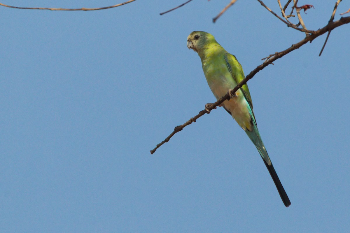 Golden-shouldered Parrot - ML643681267