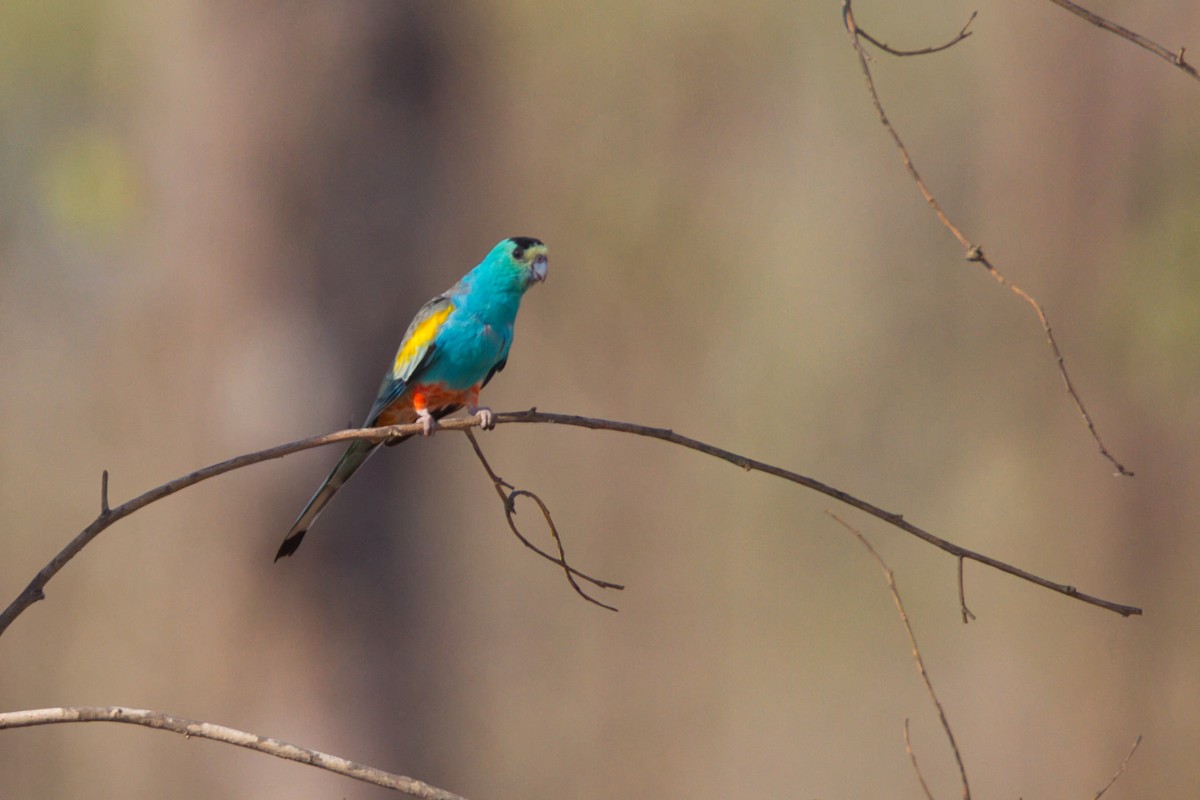 Golden-shouldered Parrot - ML643681268