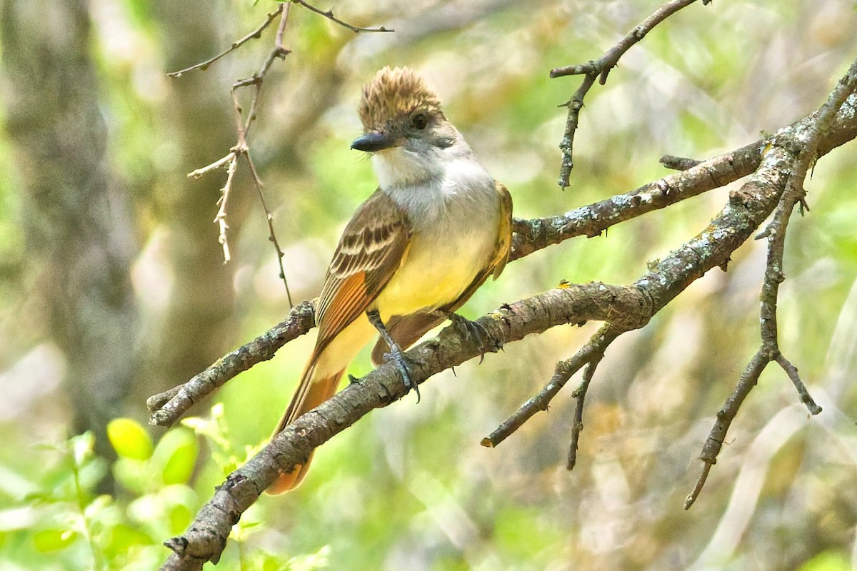 Brown-crested Flycatcher - ML643681283