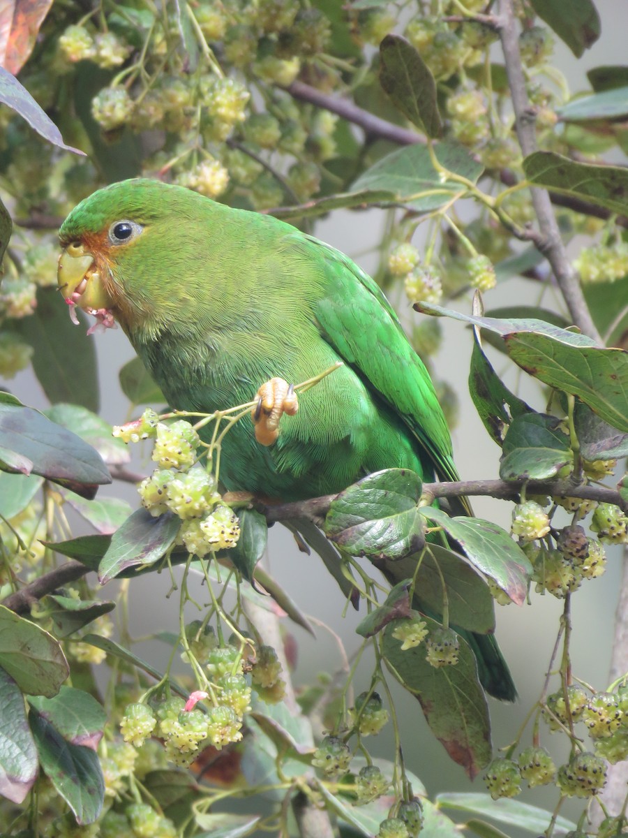 Rufous-fronted Parakeet - ML643681284