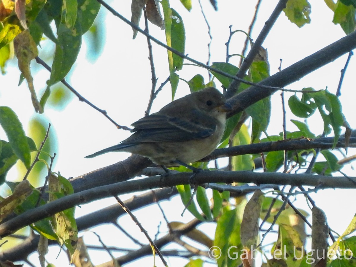 Indigo Bunting - ML643681289