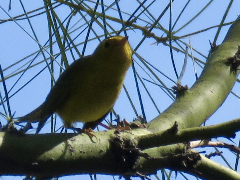 Wilson's Warbler - ML643681299