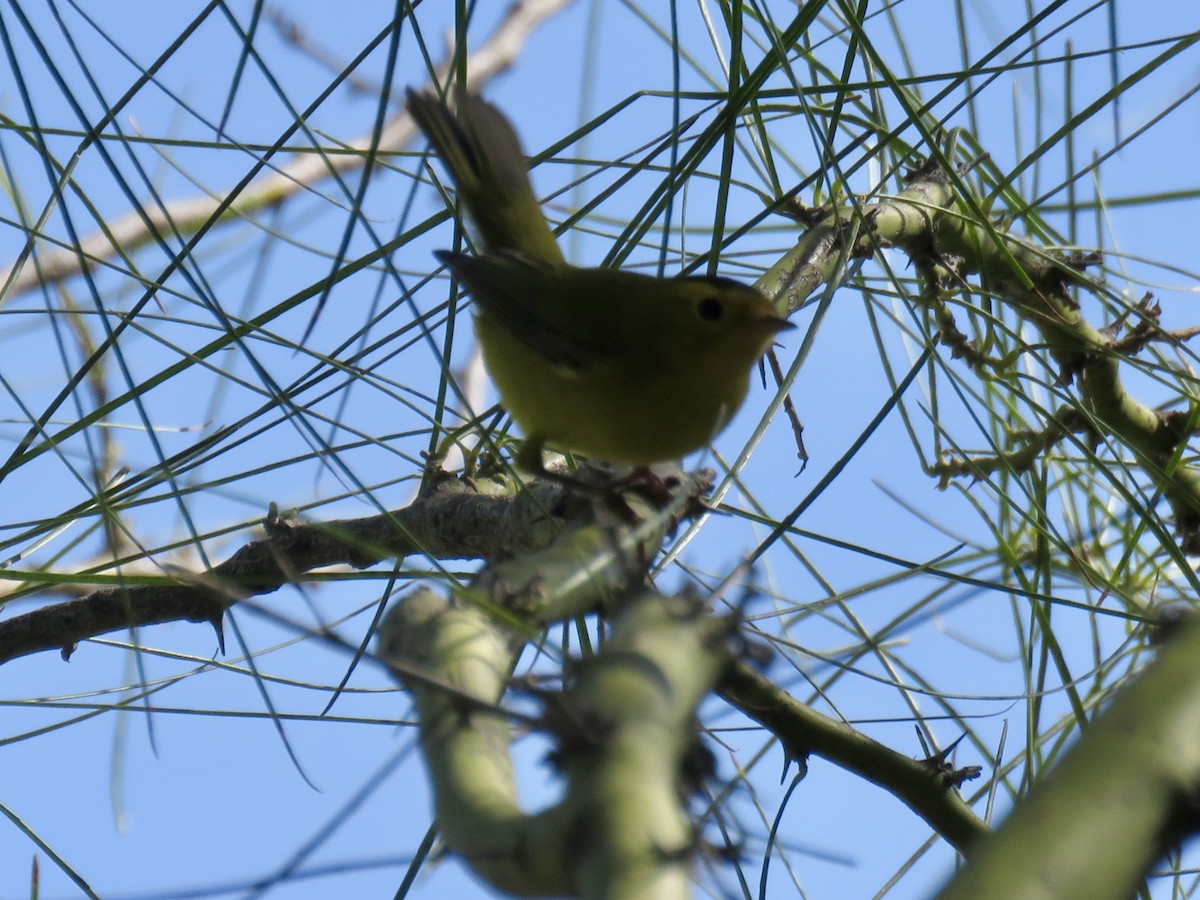 Wilson's Warbler - ML643681301