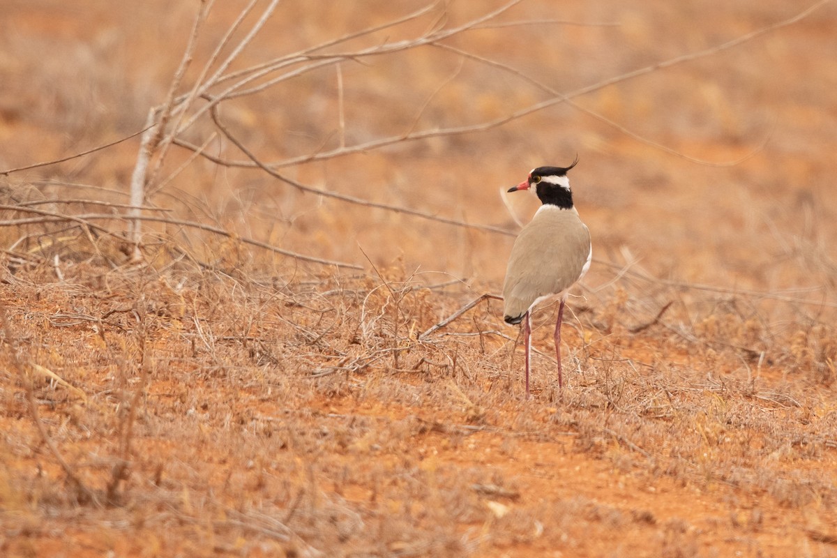 Black-headed Lapwing - ML643681310