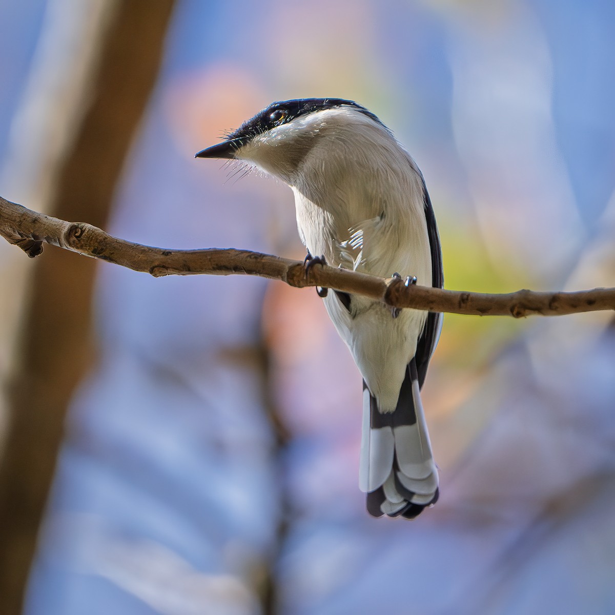 ヒタキサンショウクイ - ML643681311