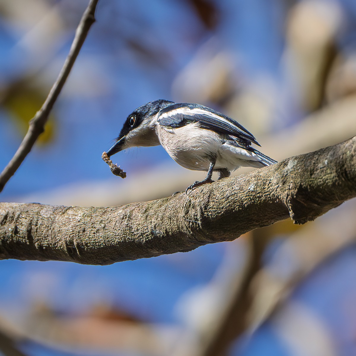 ヒタキサンショウクイ - ML643681315