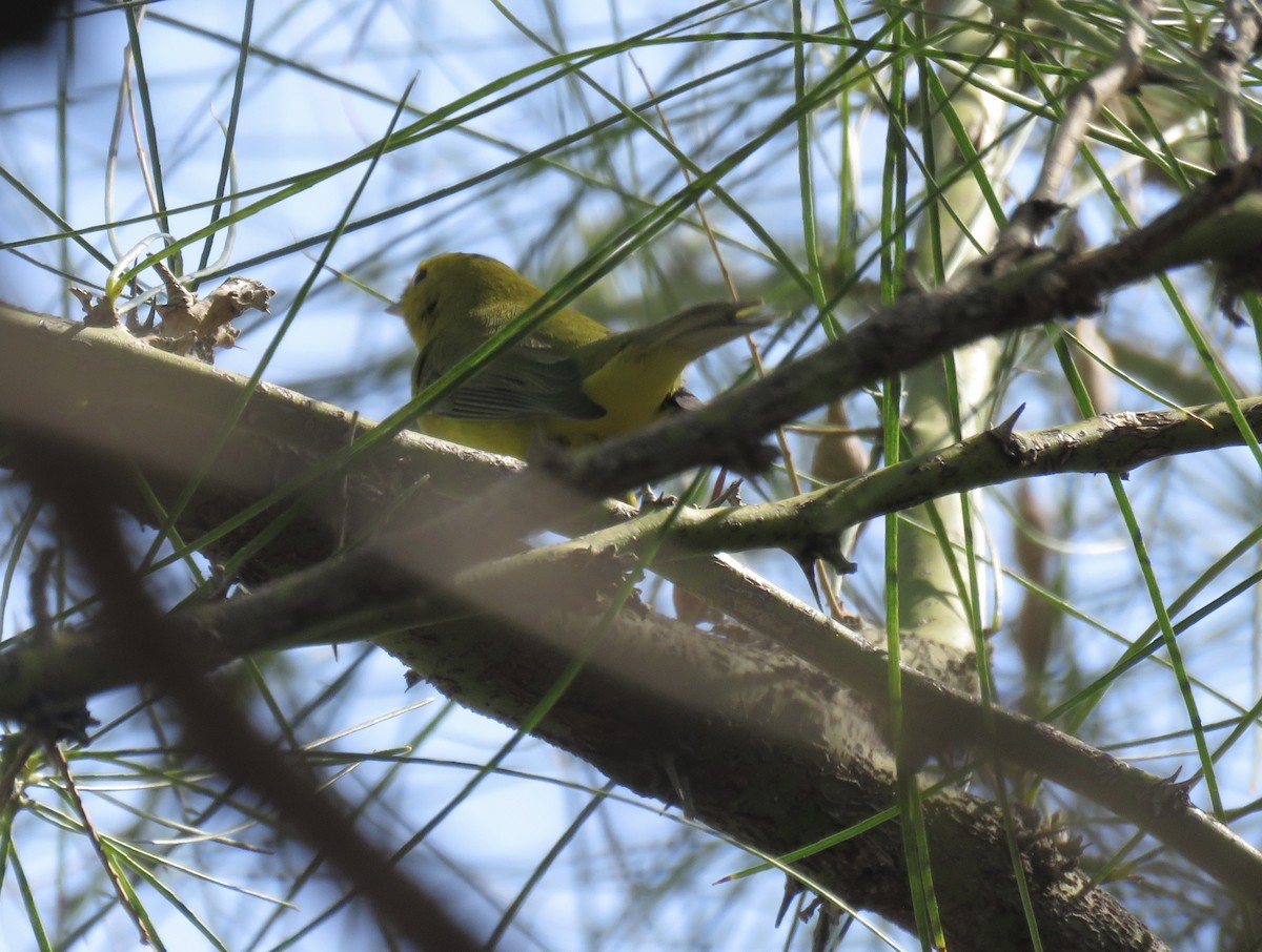 Wilson's Warbler - ML643681321