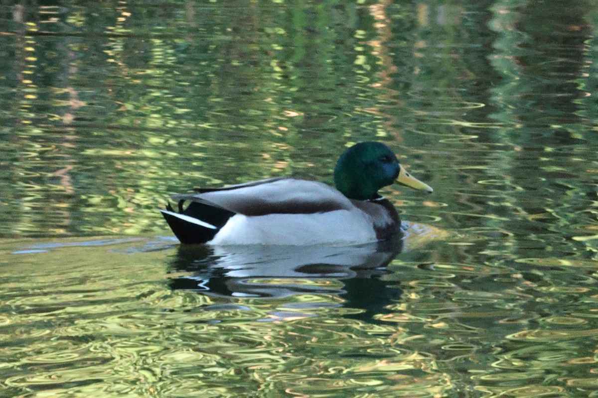 Canard colvert - ML643681328