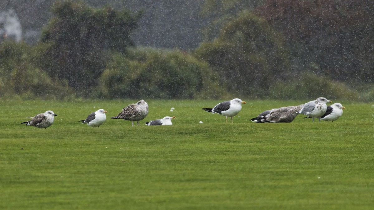 Gaviota Sombría - ML643681335