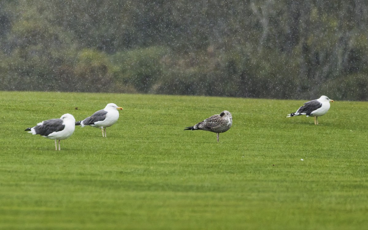 Gaviota Sombría - ML643681336