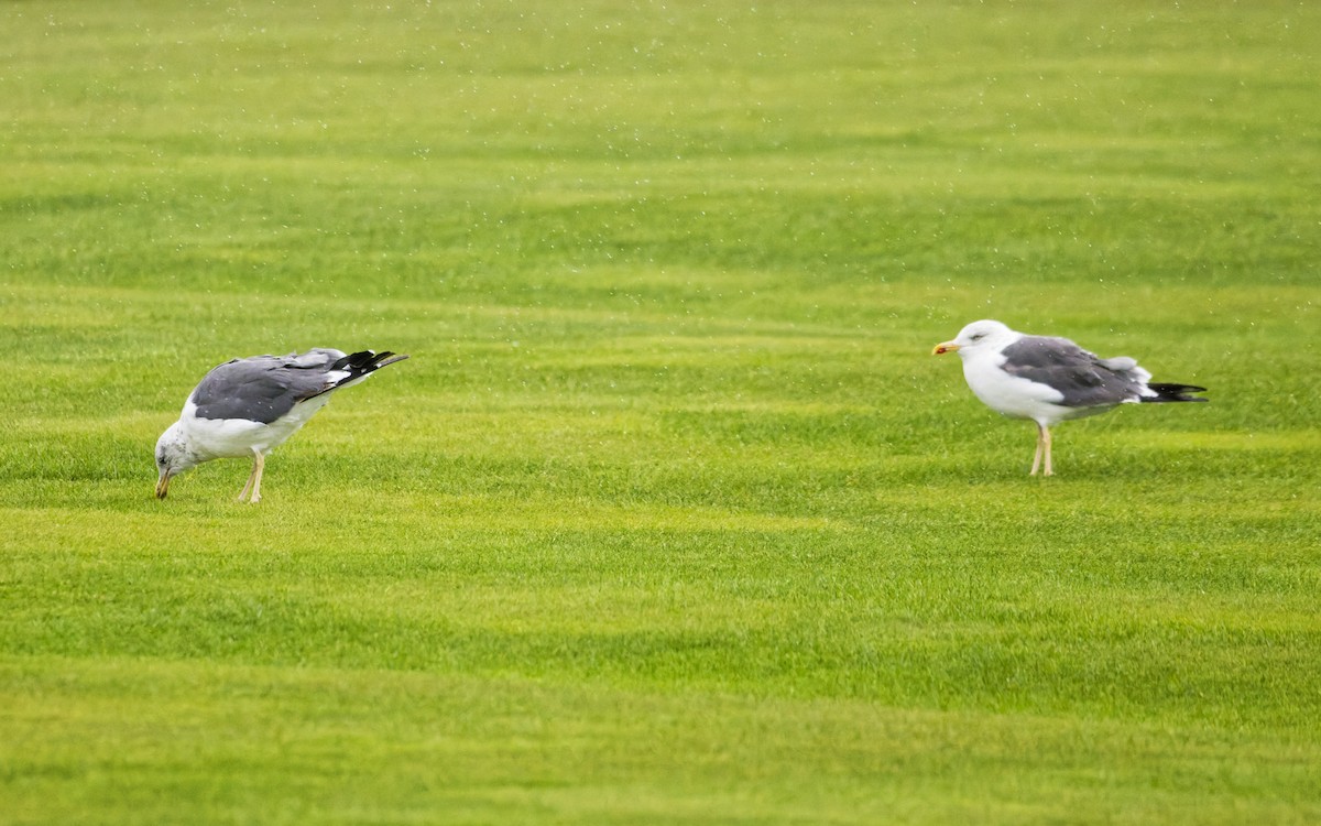 Gaviota Sombría - ML643681338