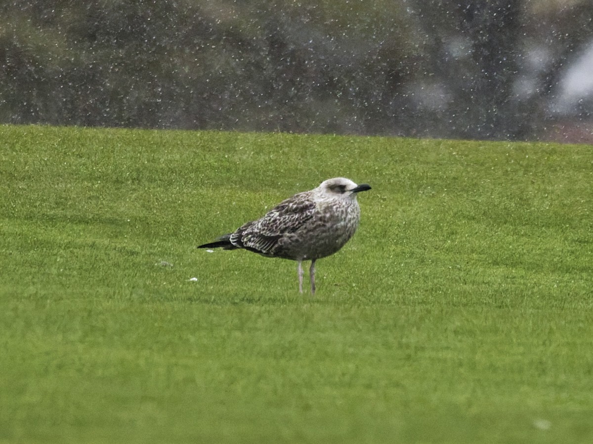 Gaviota Sombría - ML643681339