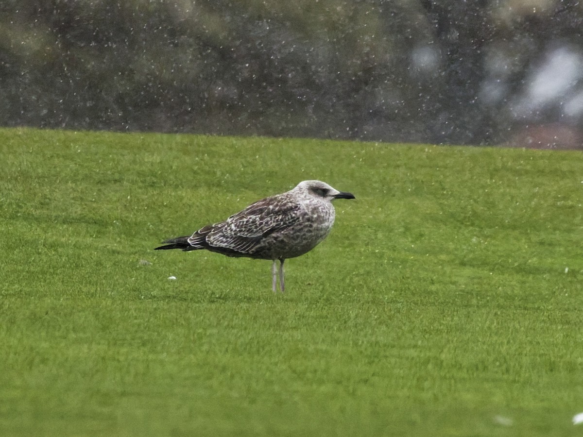 Gaviota Sombría - ML643681340