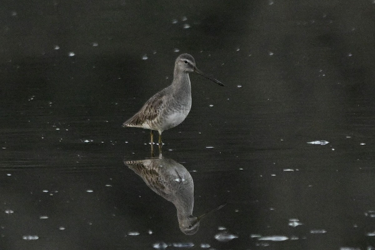 Long-billed Dowitcher - ML643681343