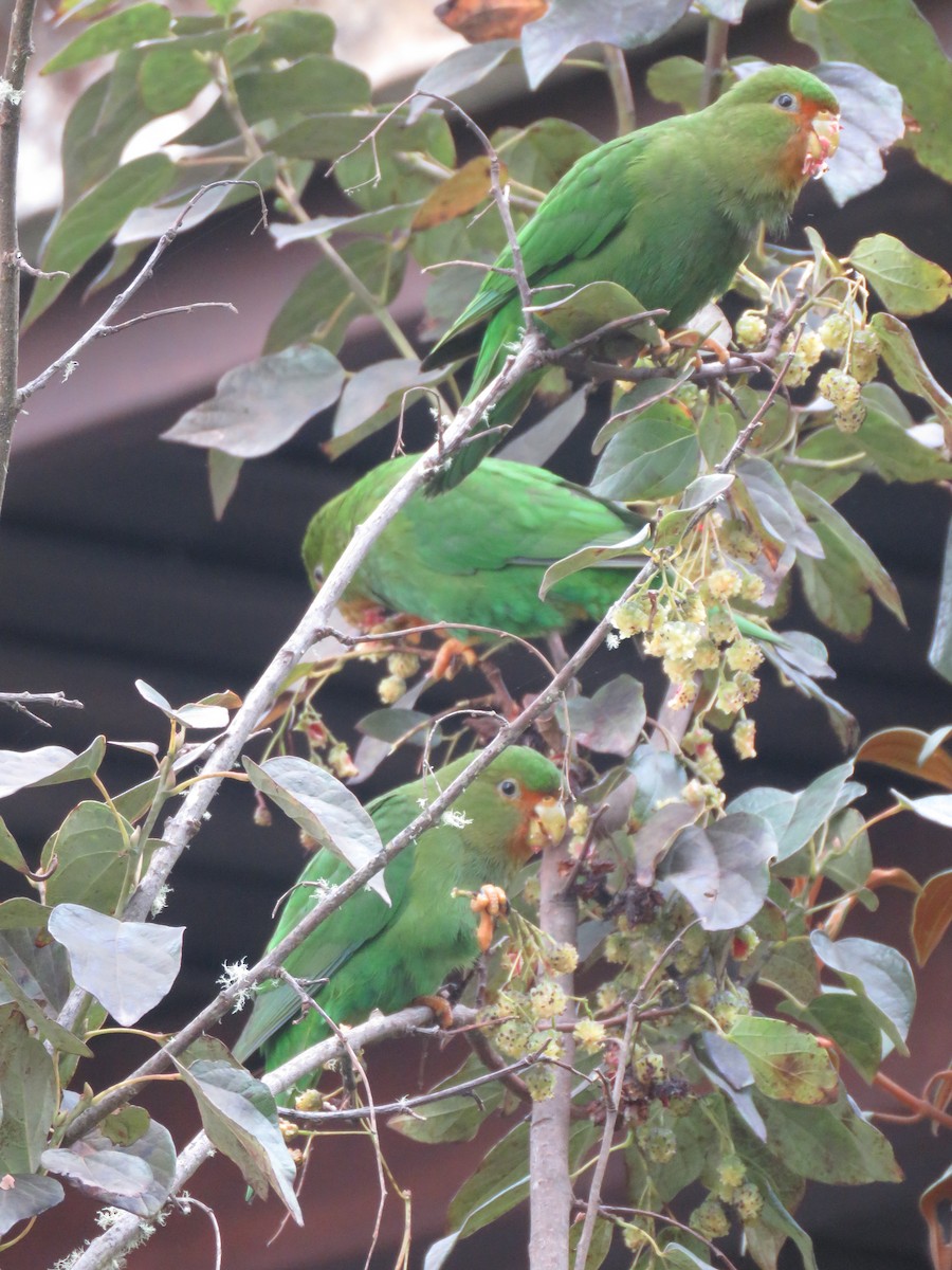 Rufous-fronted Parakeet - ML643681344