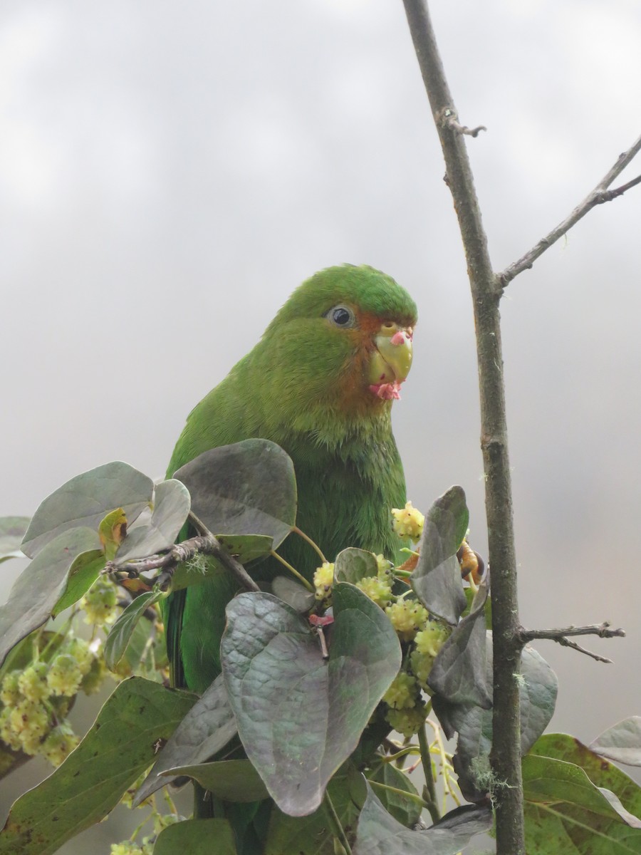 Rufous-fronted Parakeet - ML643681353