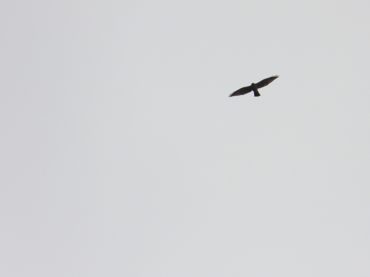 Aerospiza, Tachyspiza, Accipiter ou Astur sp. - ML643681362