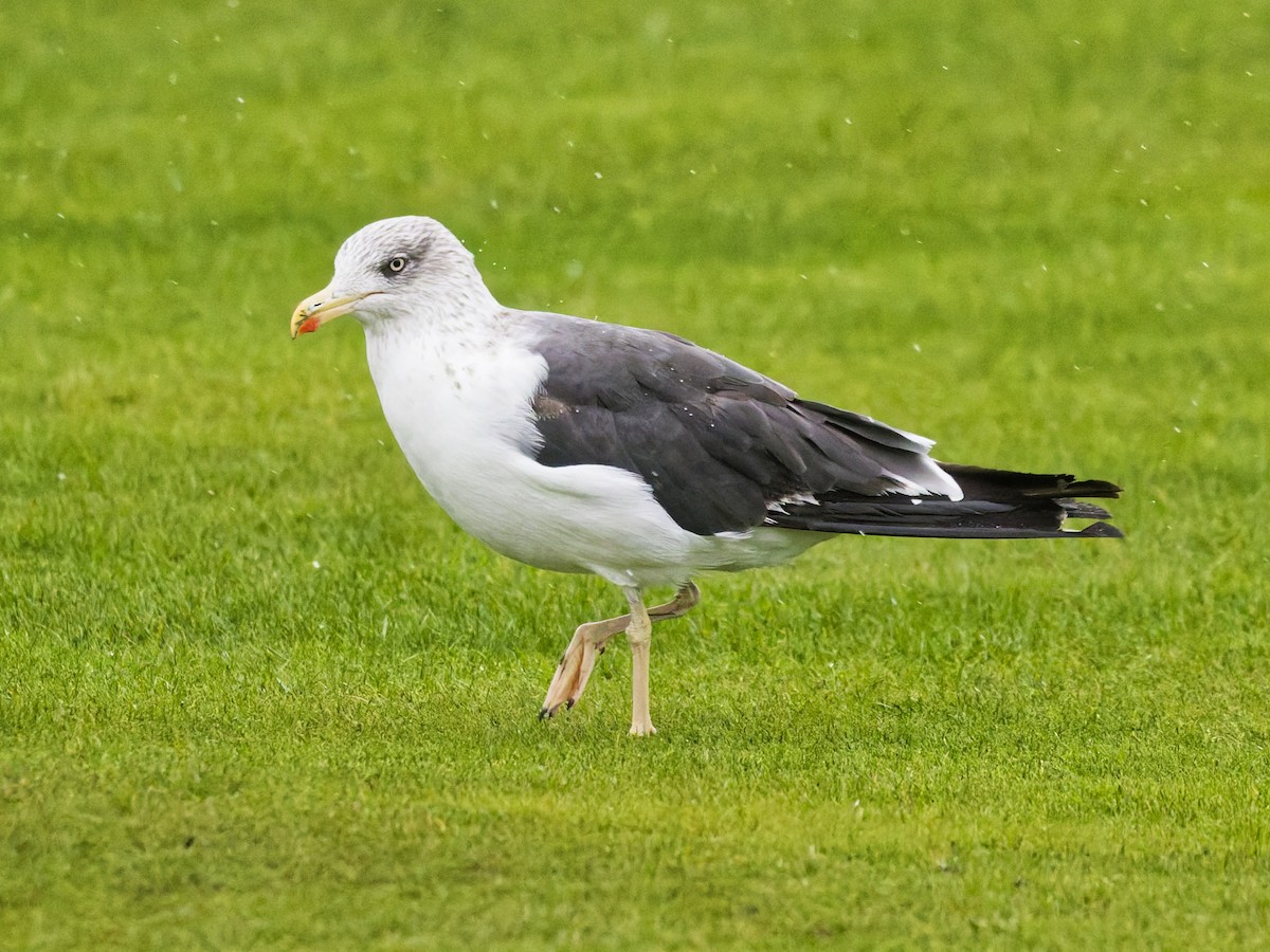 Gaviota Sombría - ML643681363