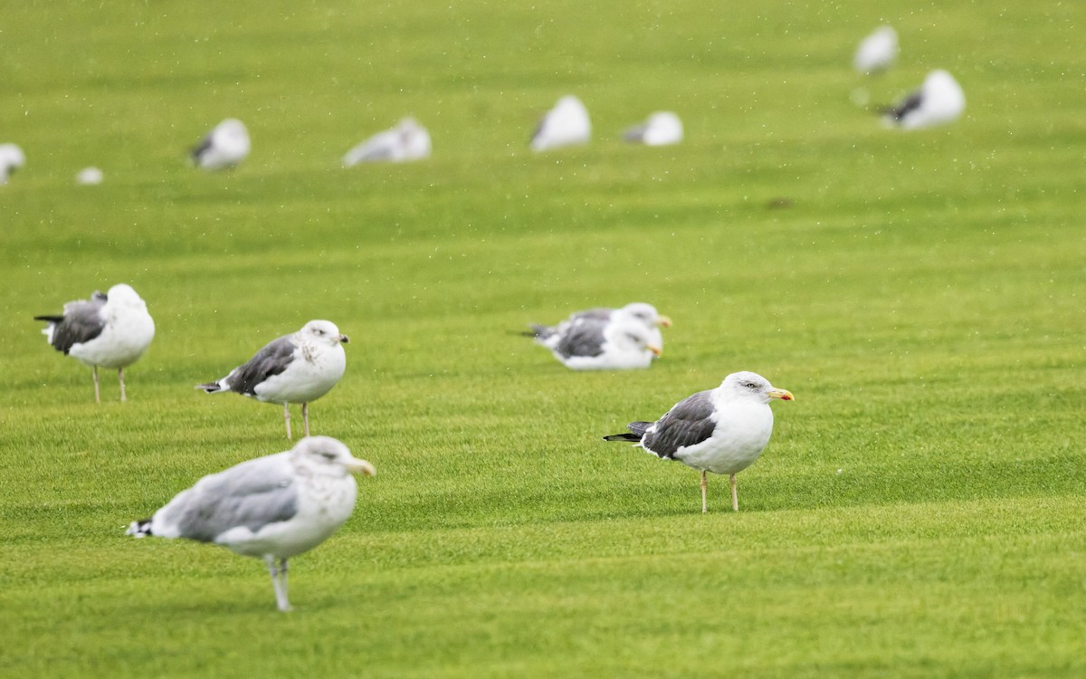 Gaviota Sombría - ML643681364