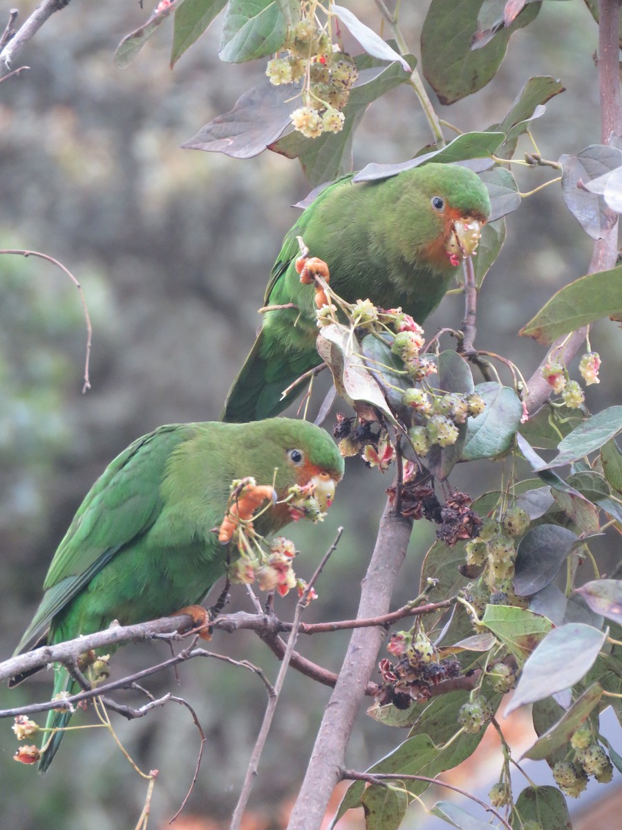 Rufous-fronted Parakeet - ML643681377