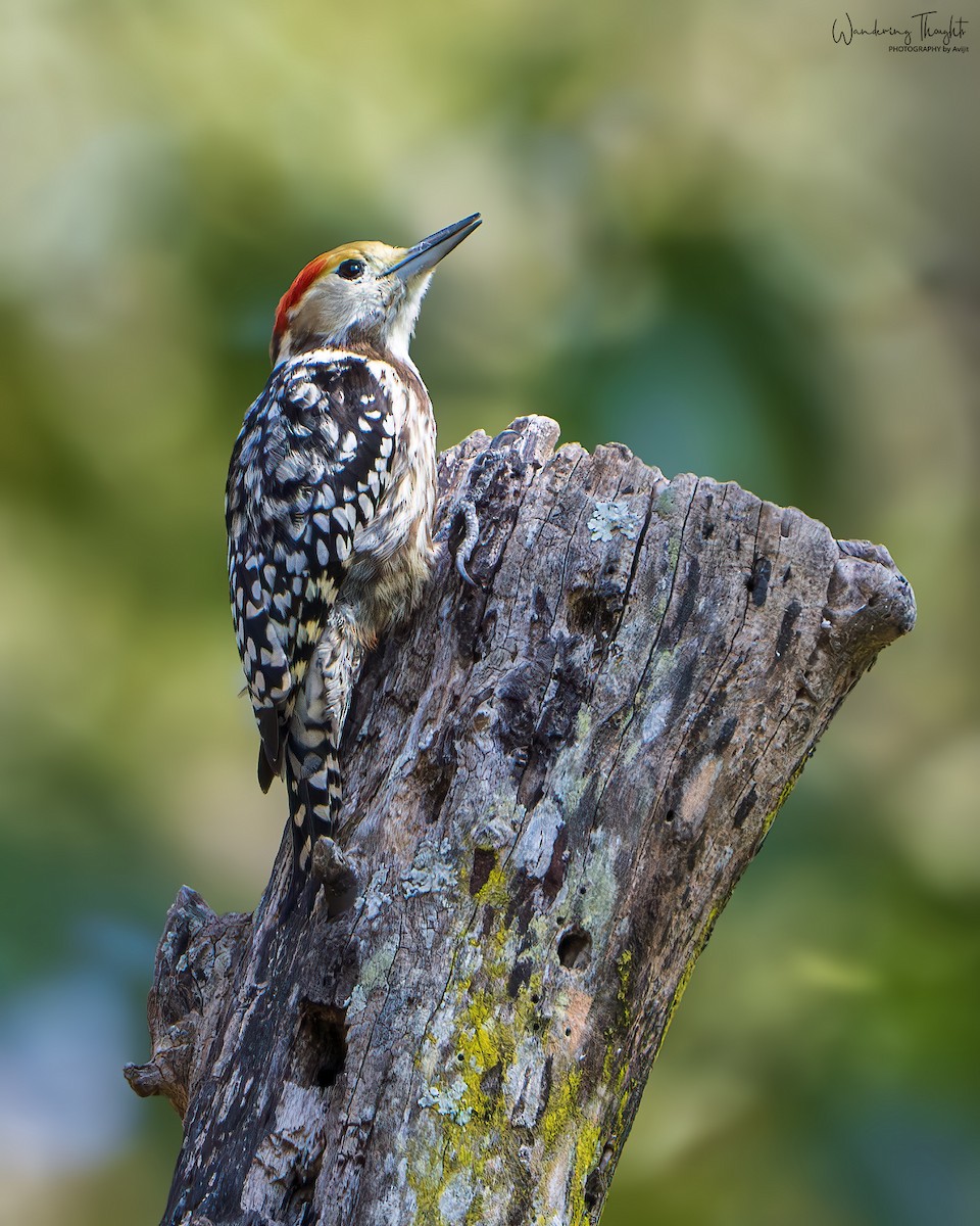 ベンガルアカゲラ - ML643681422