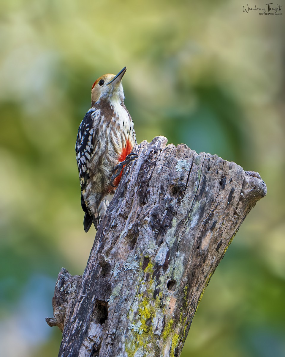 ベンガルアカゲラ - ML643681423