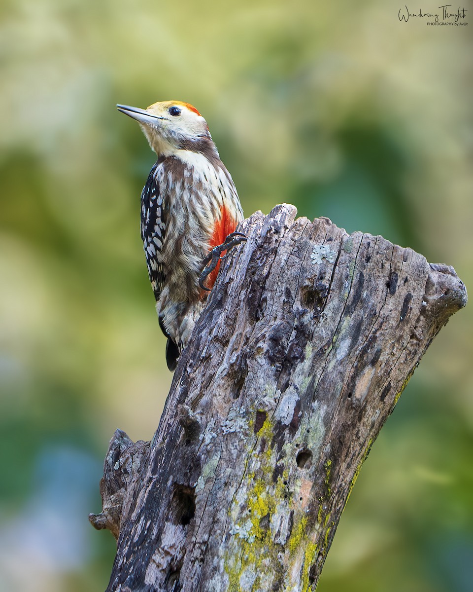 ベンガルアカゲラ - ML643681425