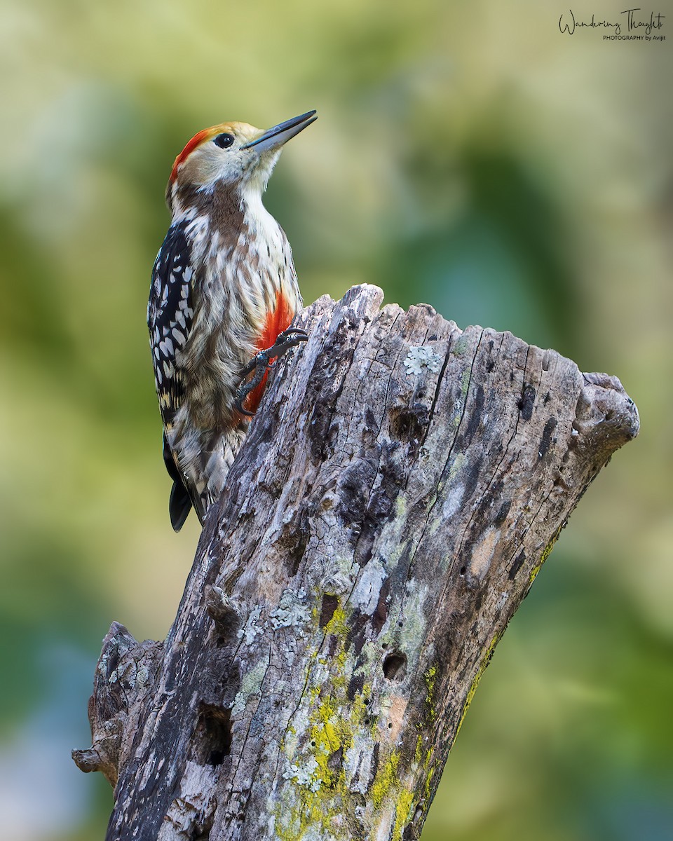 ベンガルアカゲラ - ML643681426