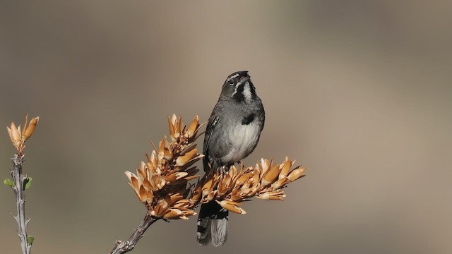 Five-striped Sparrow - ML643681439