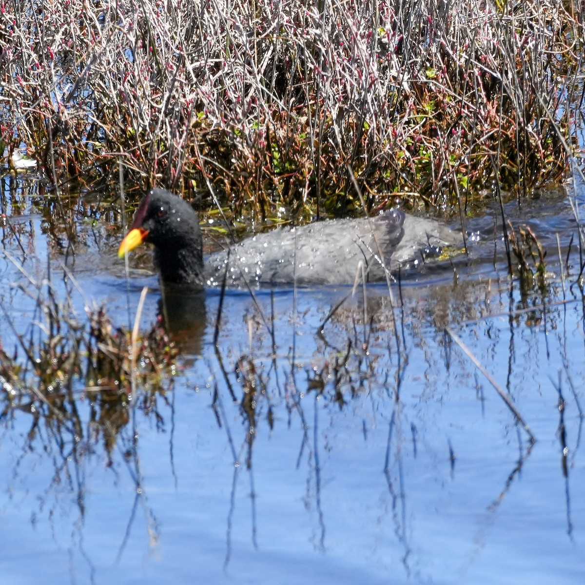 Red-fronted Coot - ML643681447