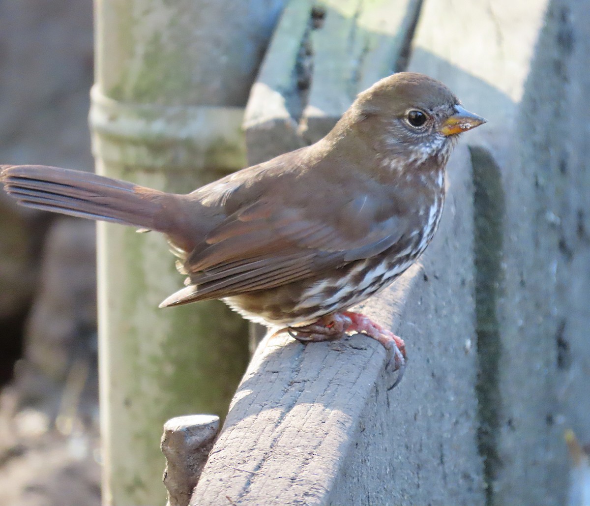 Fox Sparrow - ML643681454