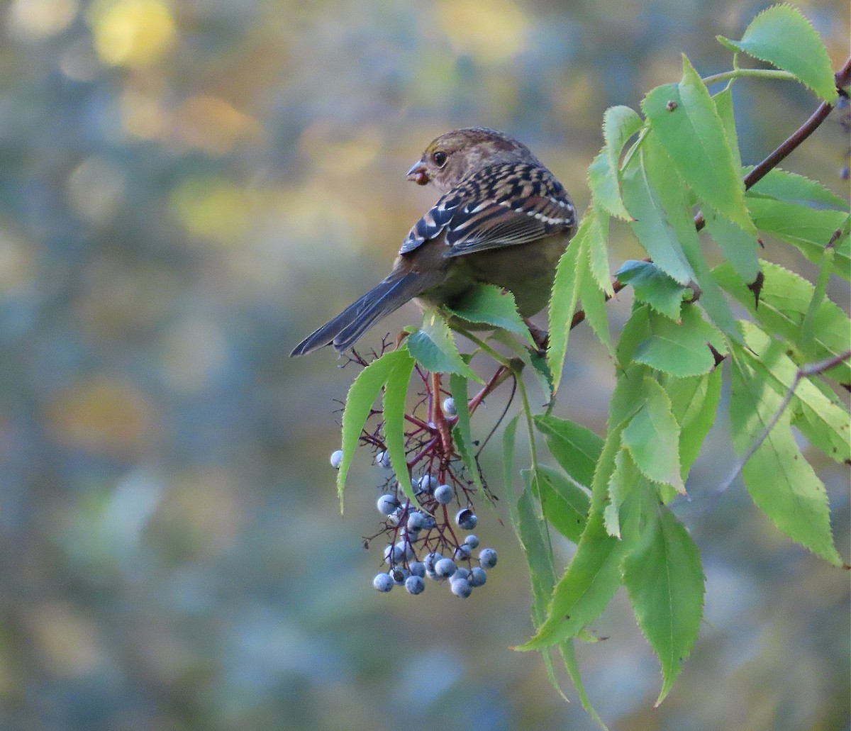 Golden-crowned Sparrow - ML643681467