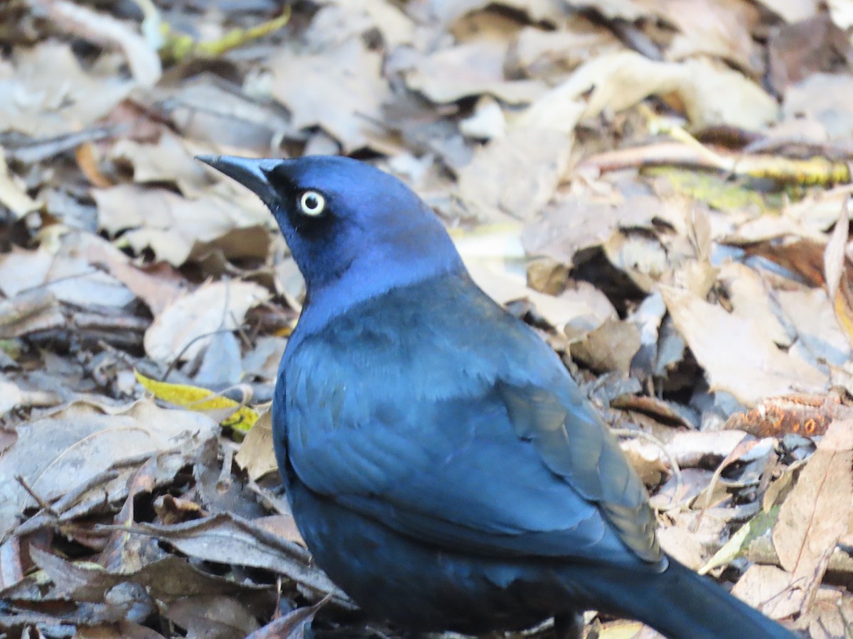 Brewer's Blackbird - ML643681469