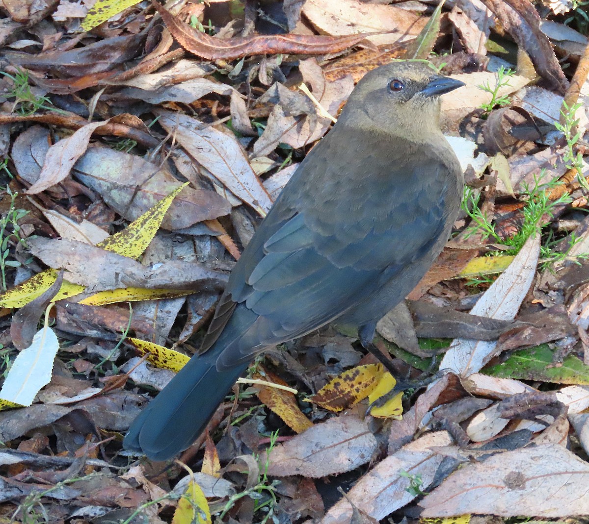 Brewer's Blackbird - ML643681478