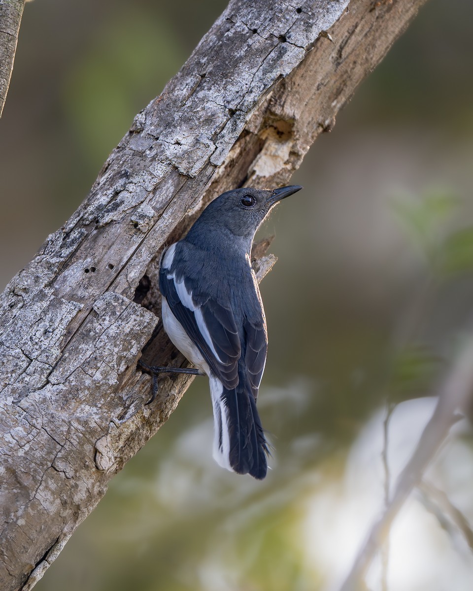 Oriental Magpie-Robin - ML643681485
