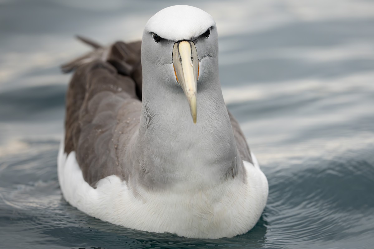 Salvin's Albatross - ML643681498