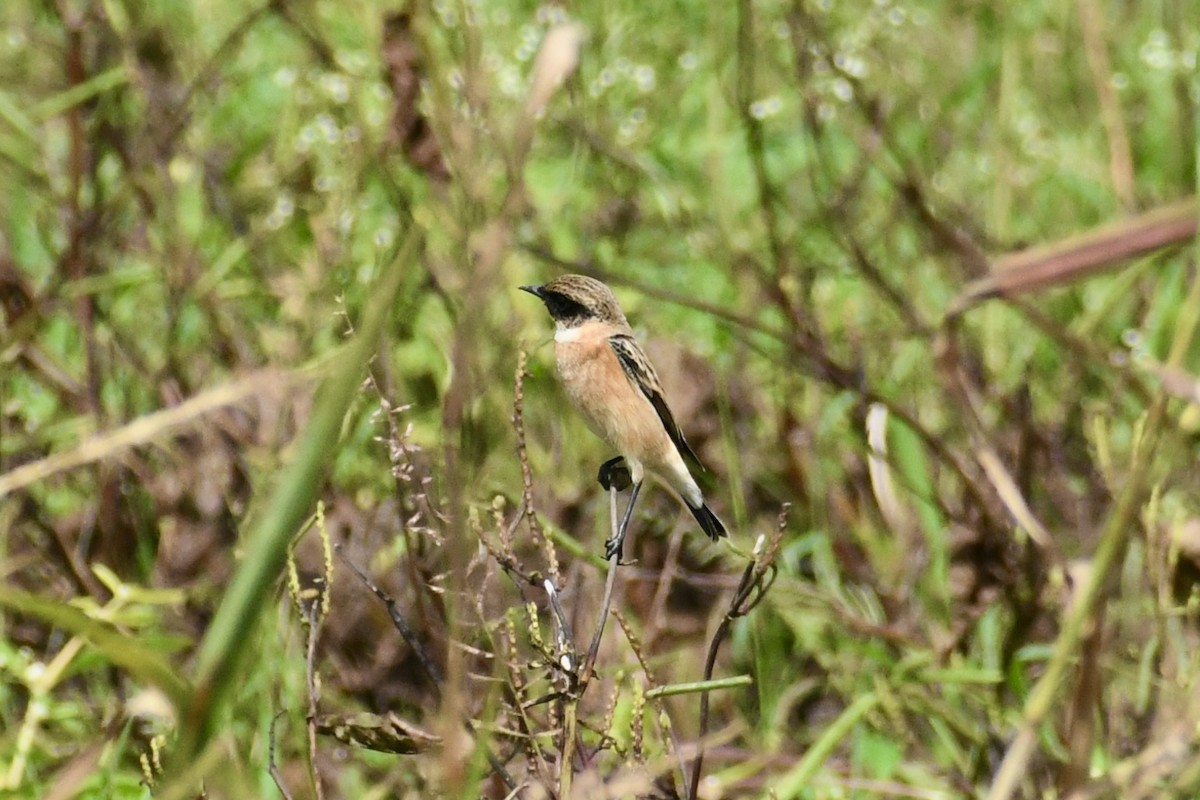 Pallasschwarzkehlchen - ML643681503