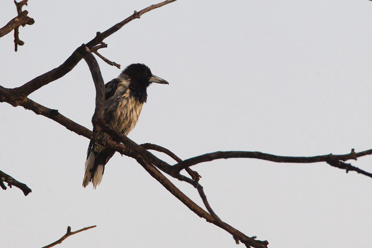 Pied Butcherbird - ML643681516