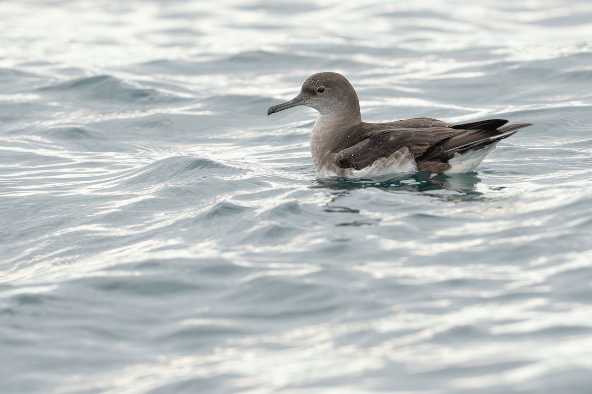 Huttonsturmtaucher - ML643681517