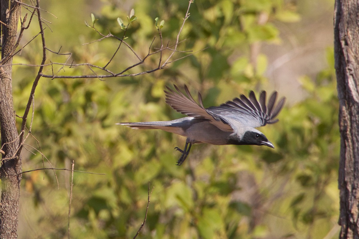 Black-faced Cuckooshrike - ML643681518