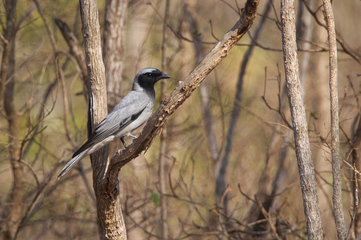 Black-faced Cuckooshrike - ML643681519