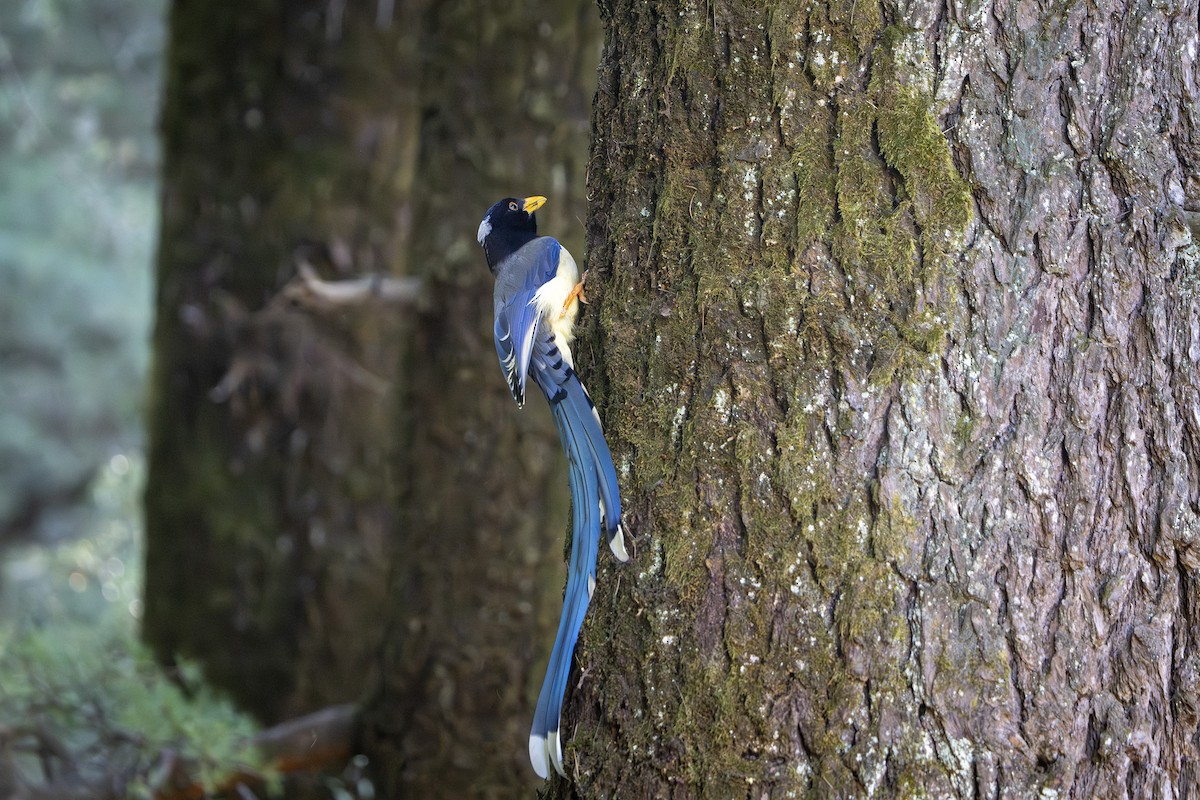 Yellow-billed Blue-Magpie - ML643681520