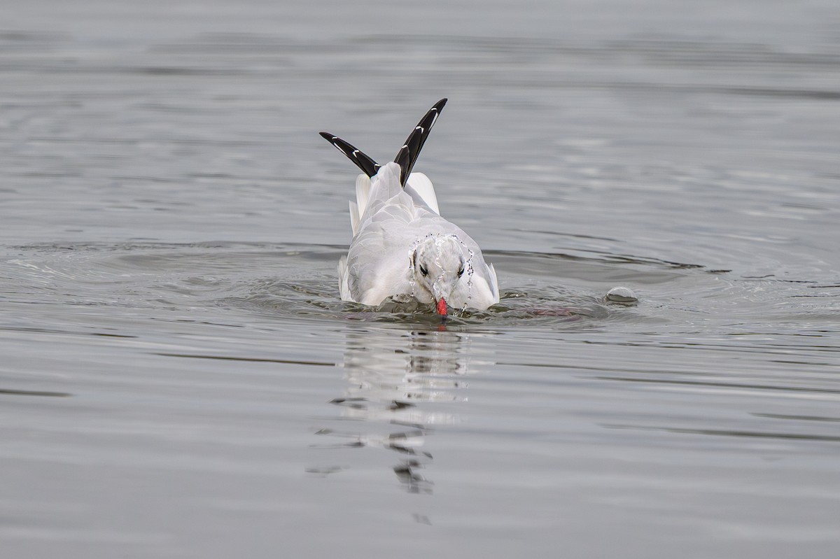 Black-headed Gull - ML643681542