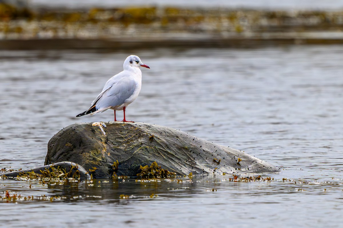 Black-headed Gull - ML643681543