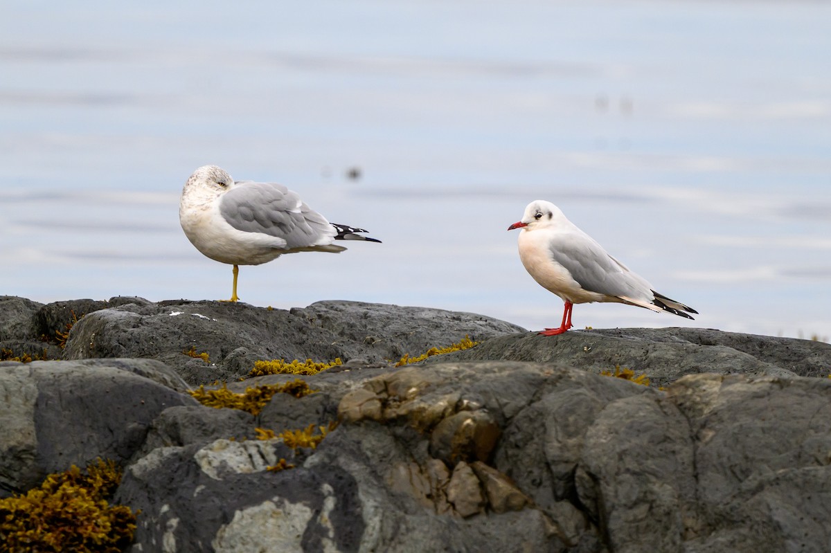 Black-headed Gull - ML643681544