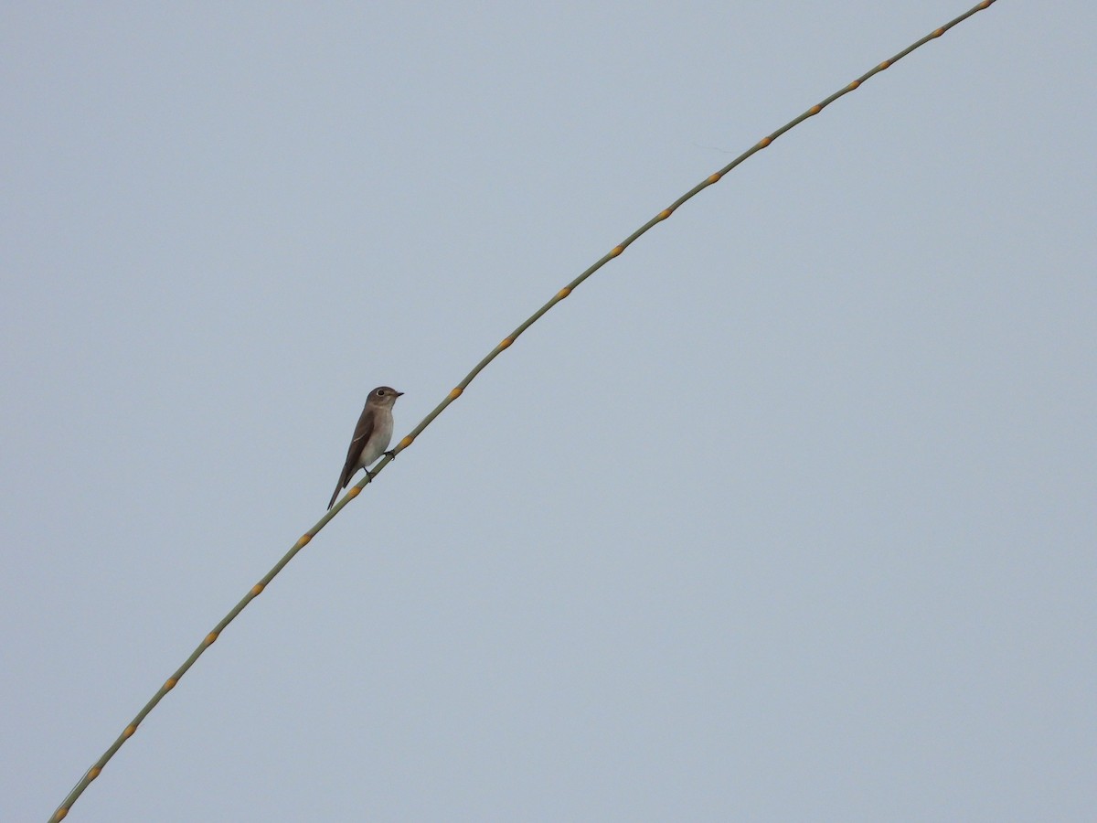 Asian Brown Flycatcher - ML643681546